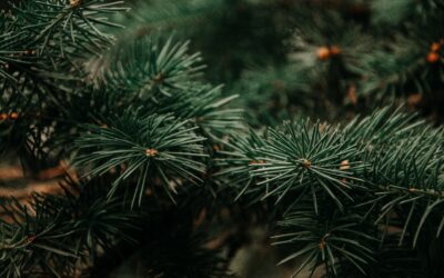 Frequently Asked Questions (FAQs) about Christmas Trees